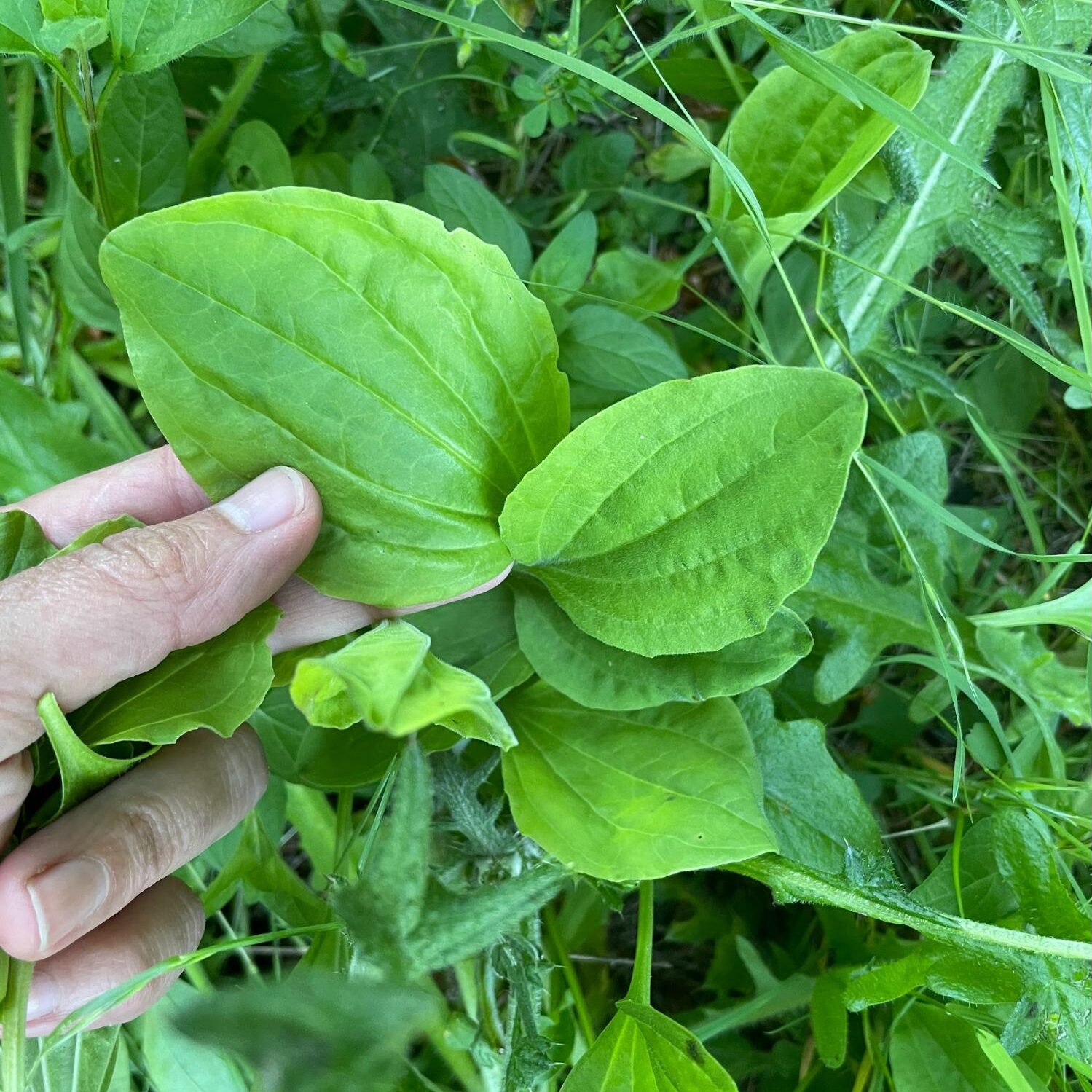 foraging plantain leaves foraging plantain leaves
