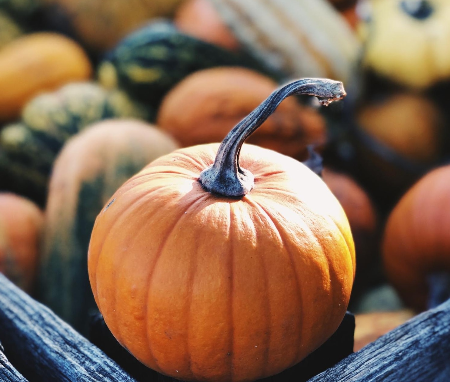 pumpkins and gourds pumpkins and gourds