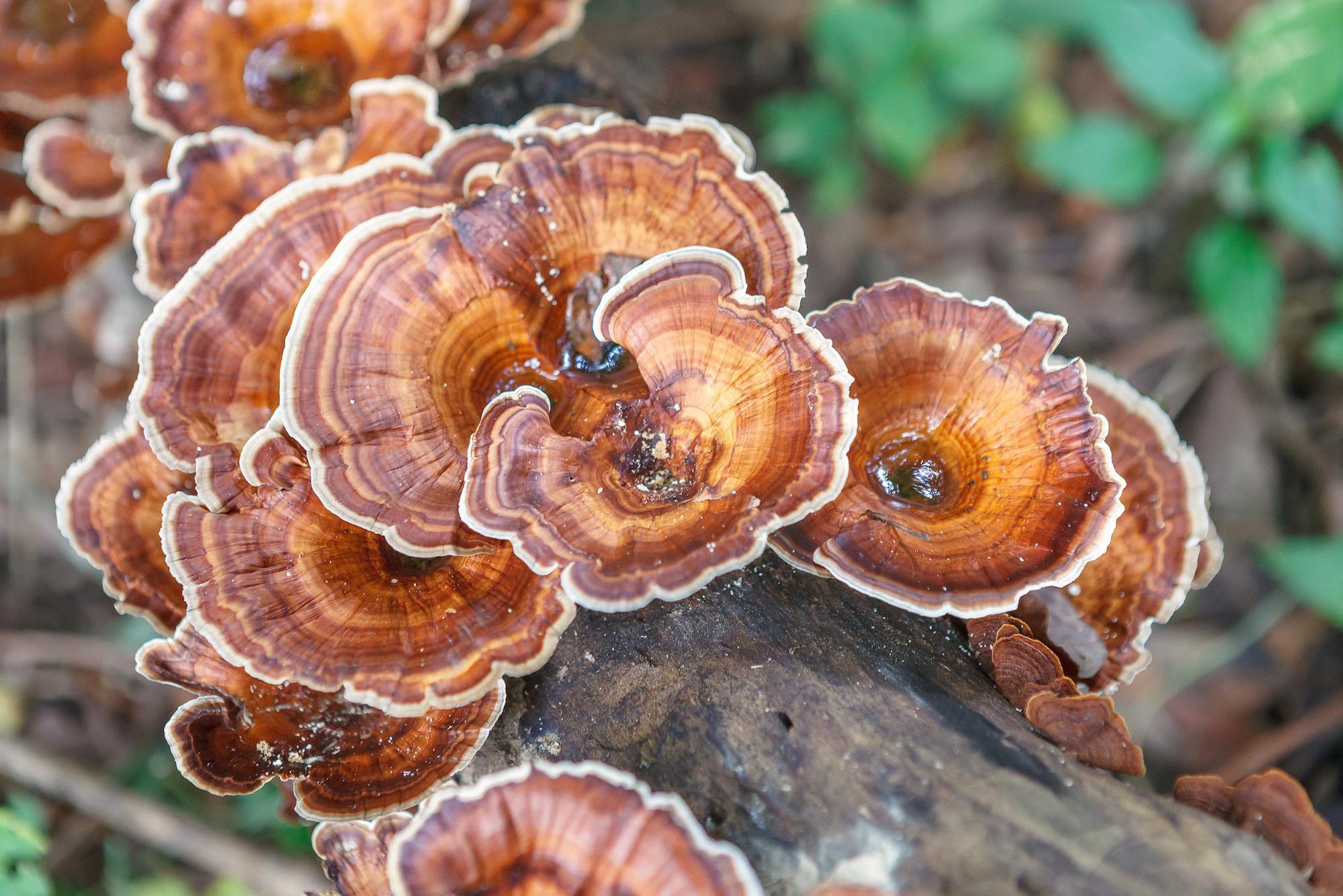 turkey tail mushroom growing on log