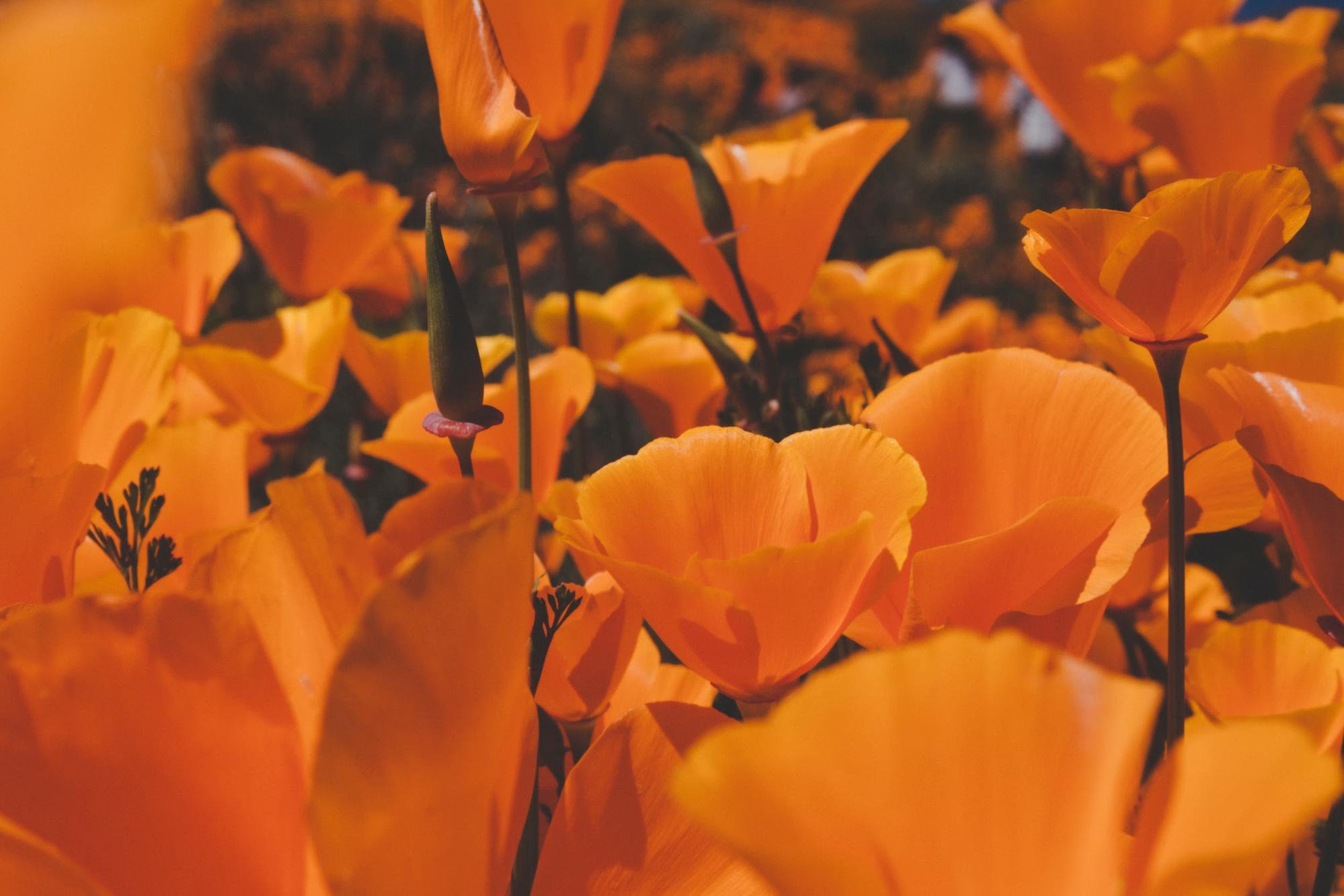 California poppies California poppies