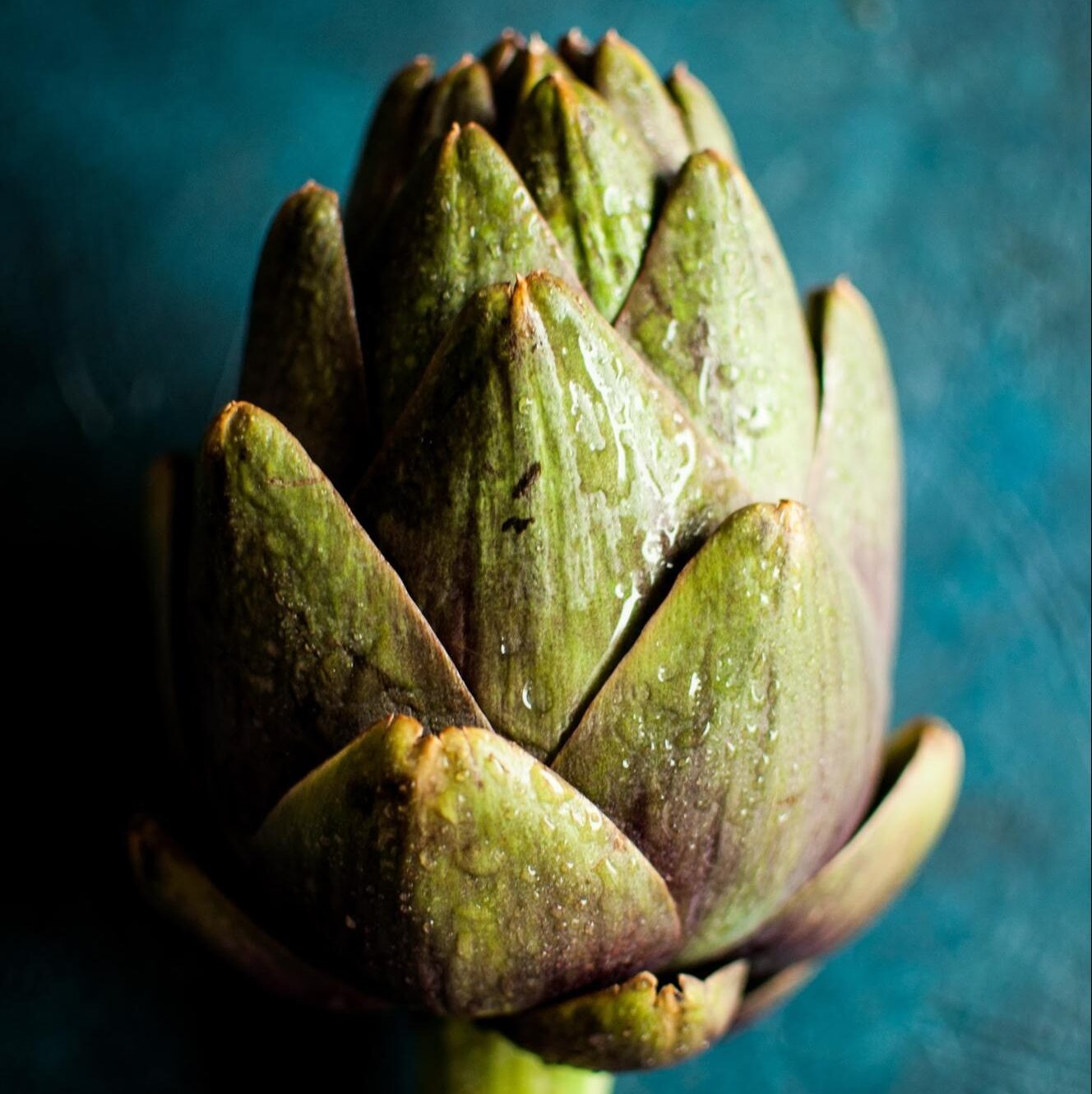 artichoke on blue background artichoke on blue background