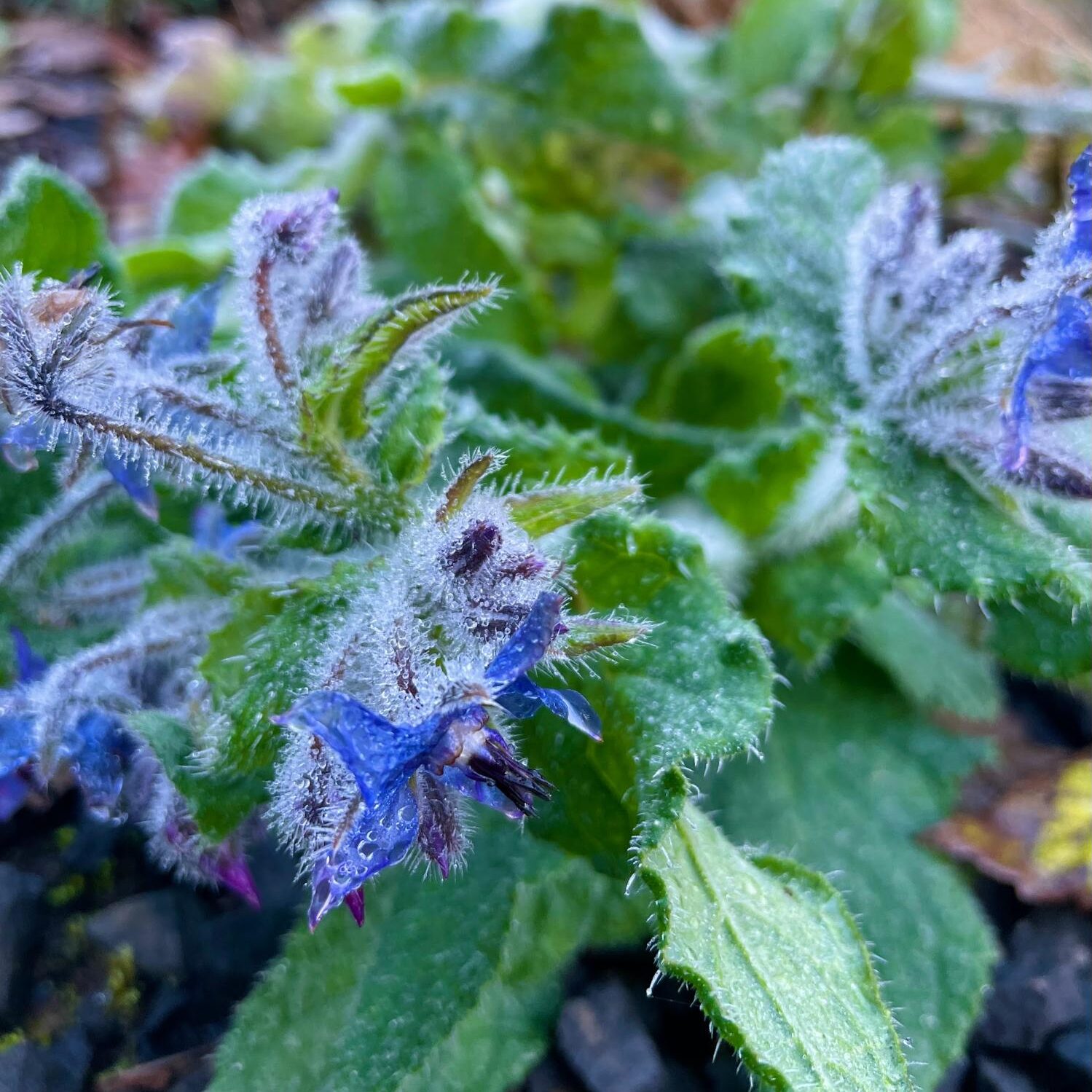 borage plant borage plant