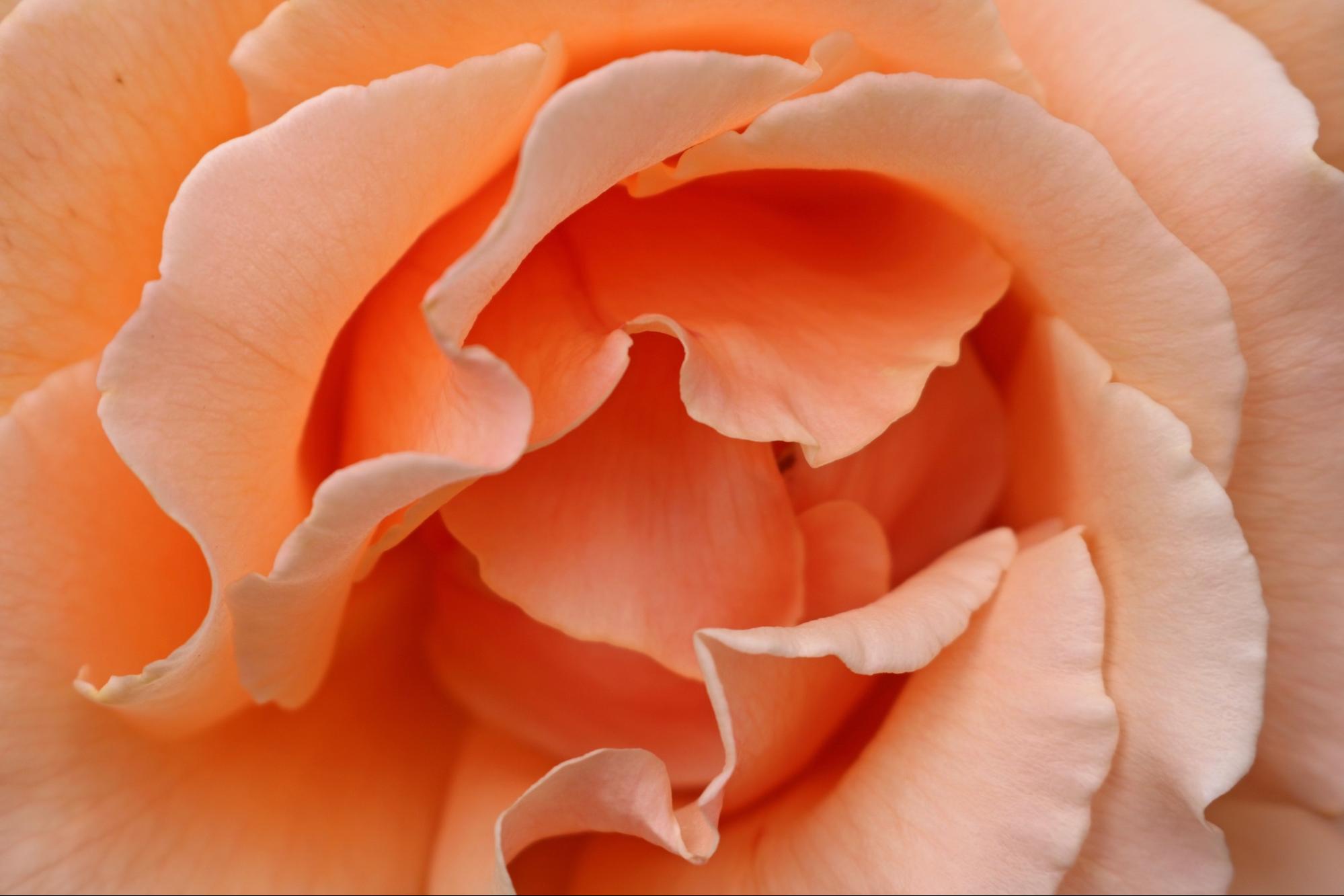 close up of peach colored rose close up of peach colored rose