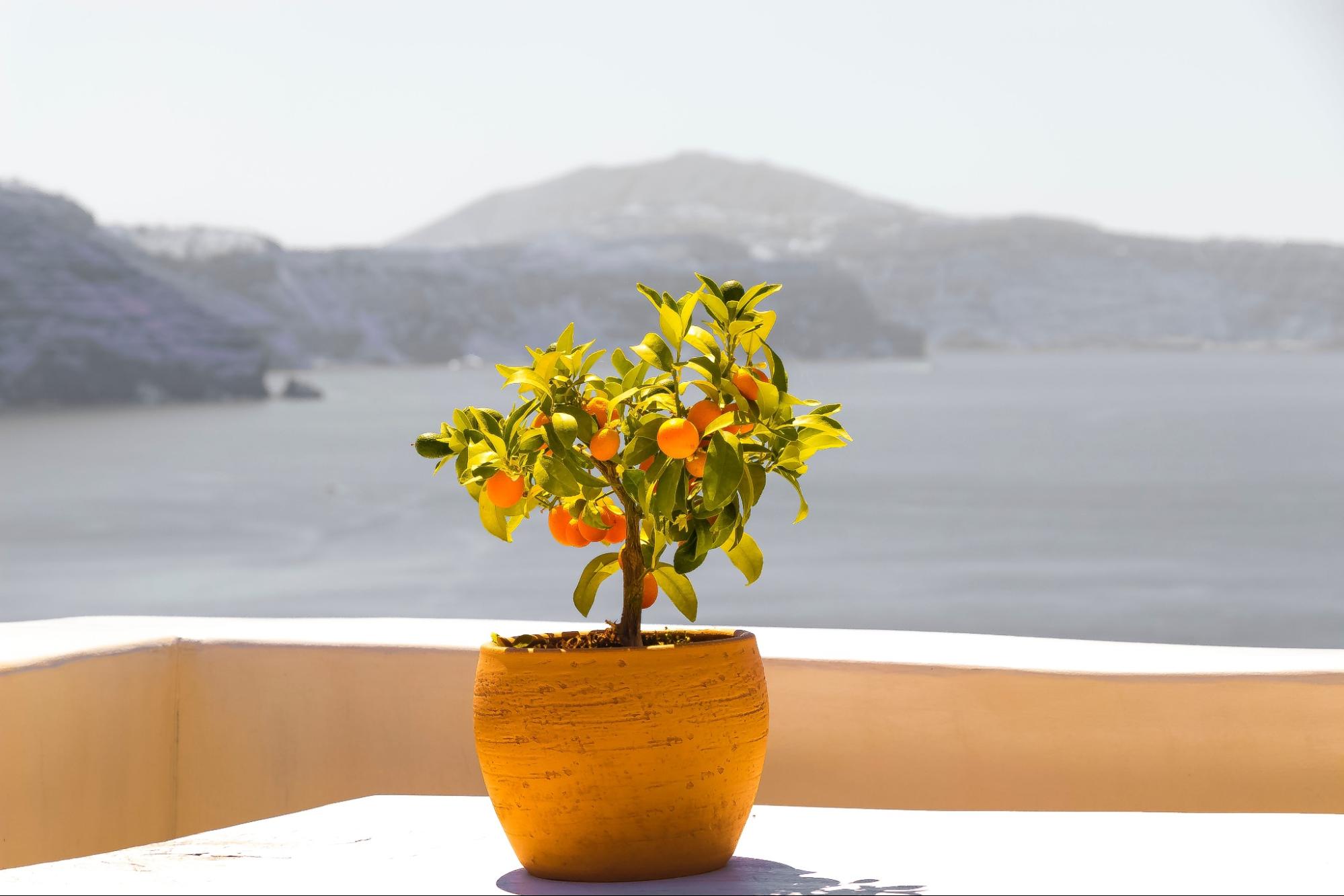 potted citrus tree on roof potted citrus tree on roof