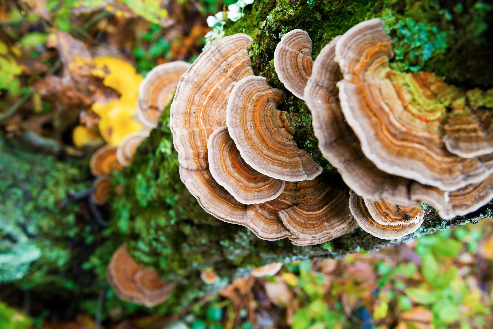 turkey tail mushrooms growing on a tree