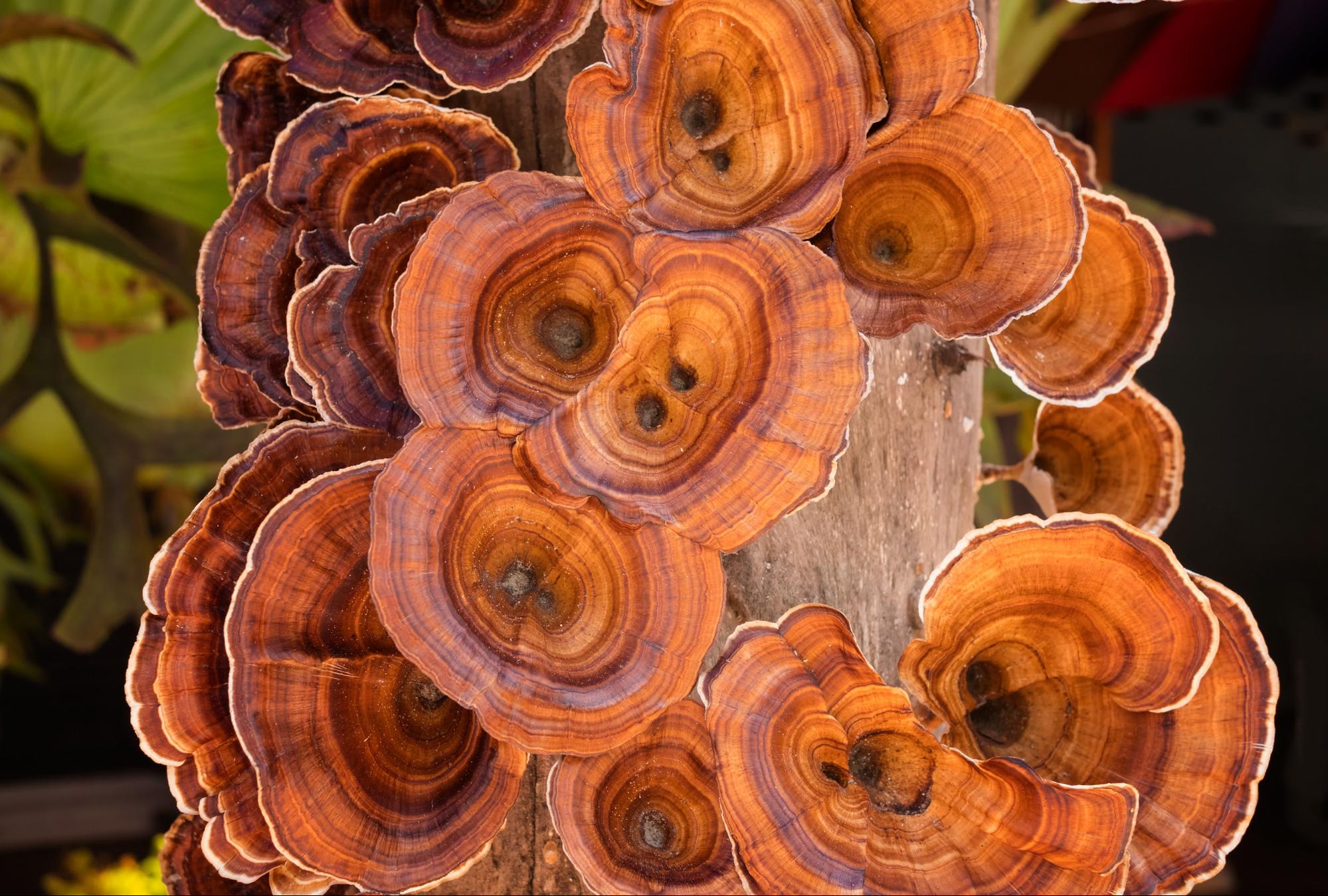 vibrant turkey tail mushrooms growing on log vibrant turkey tail mushrooms growing on log