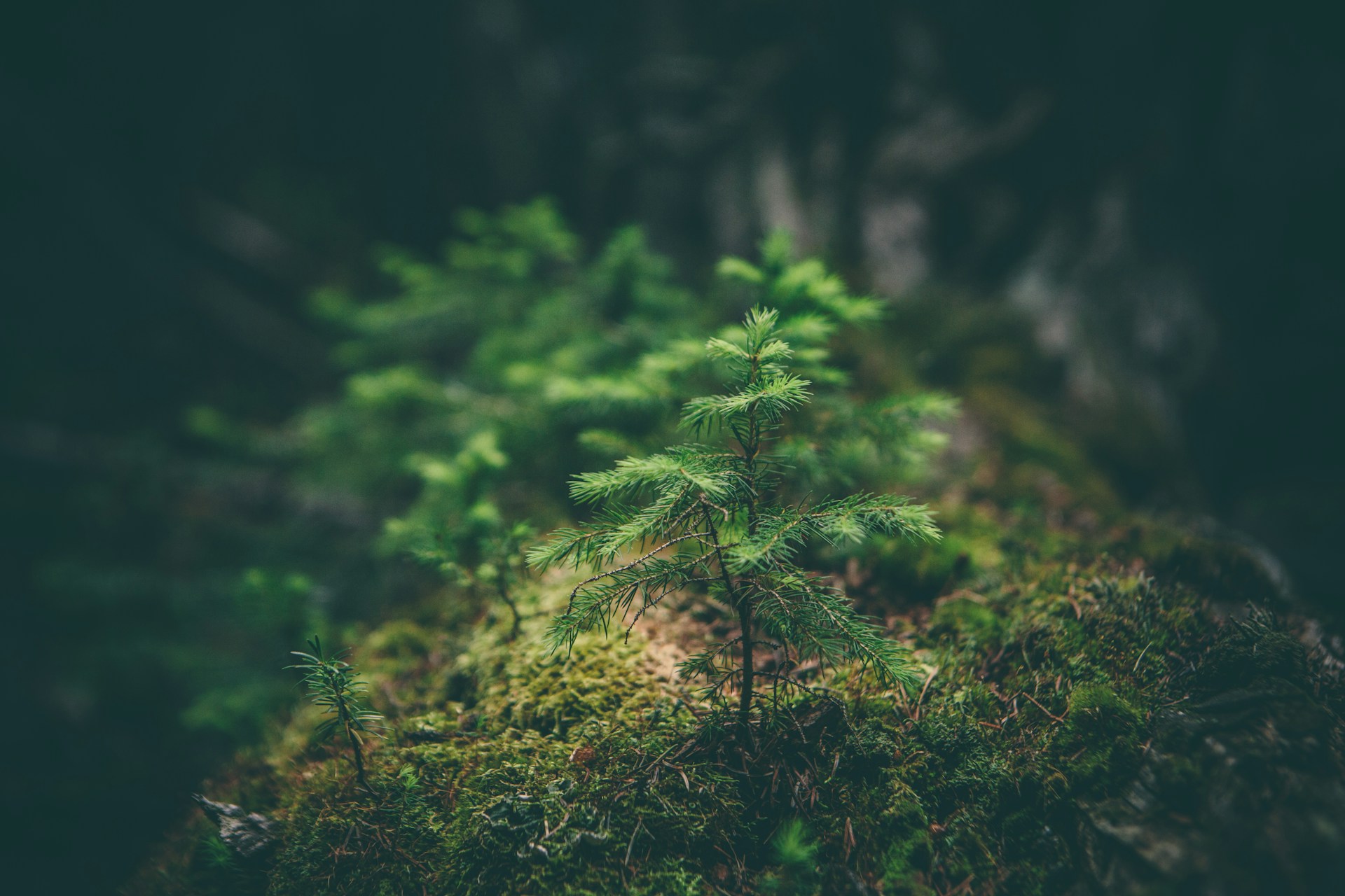 evergreen saplings evergreen saplings
