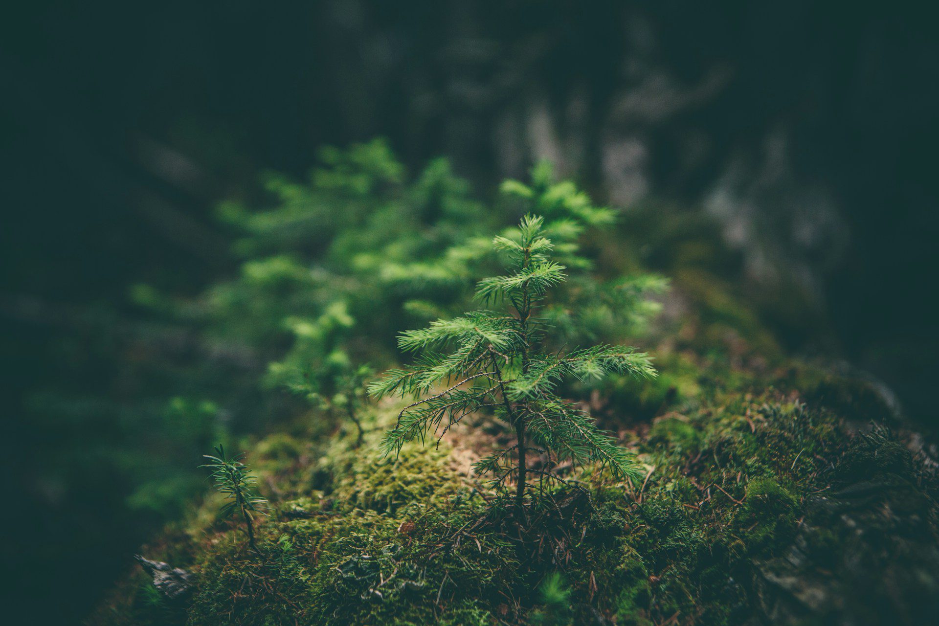 evergreen saplings