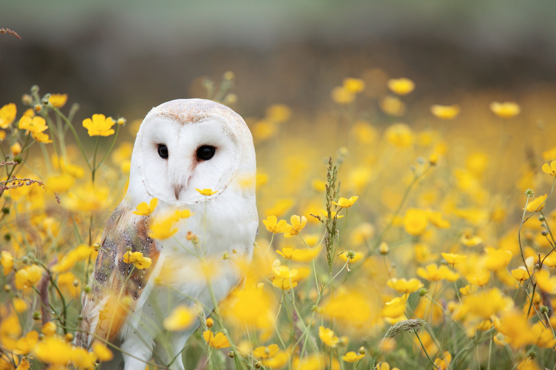 white owl in field of yellow flowers white owl in field of yellow flowers
