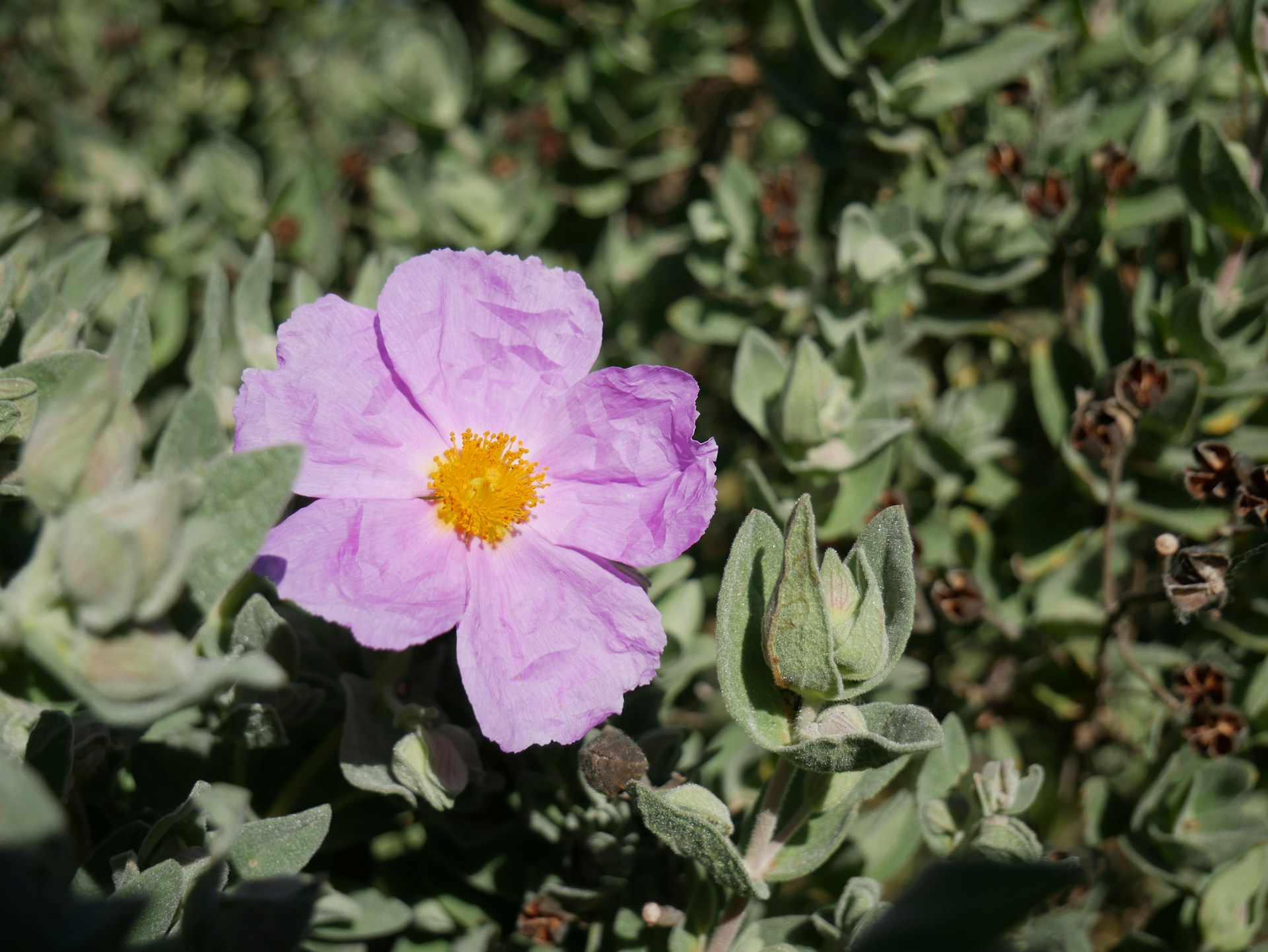 Cistus incanus hairy rock rose Cistus incanus hairy rock rose