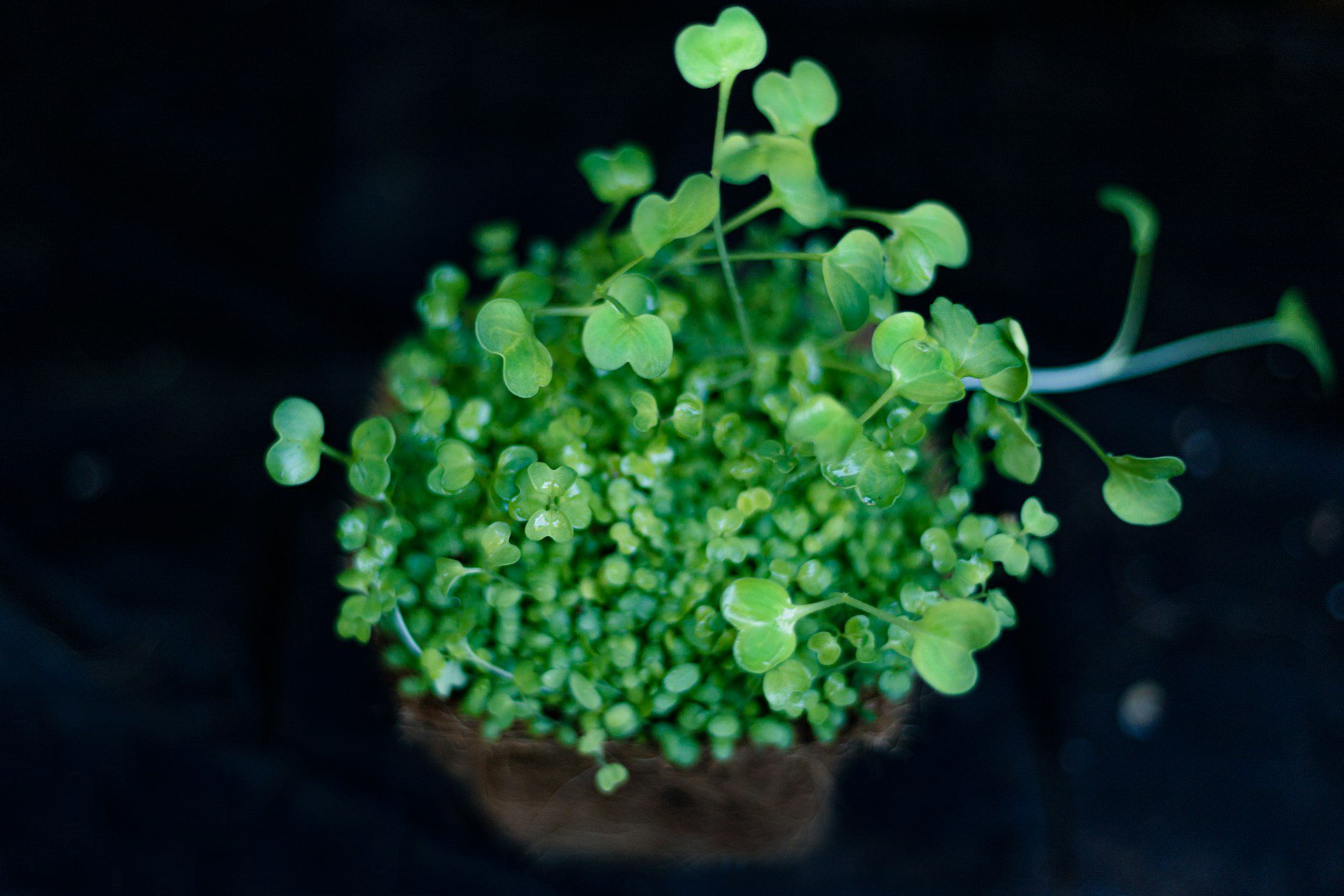 microgreens