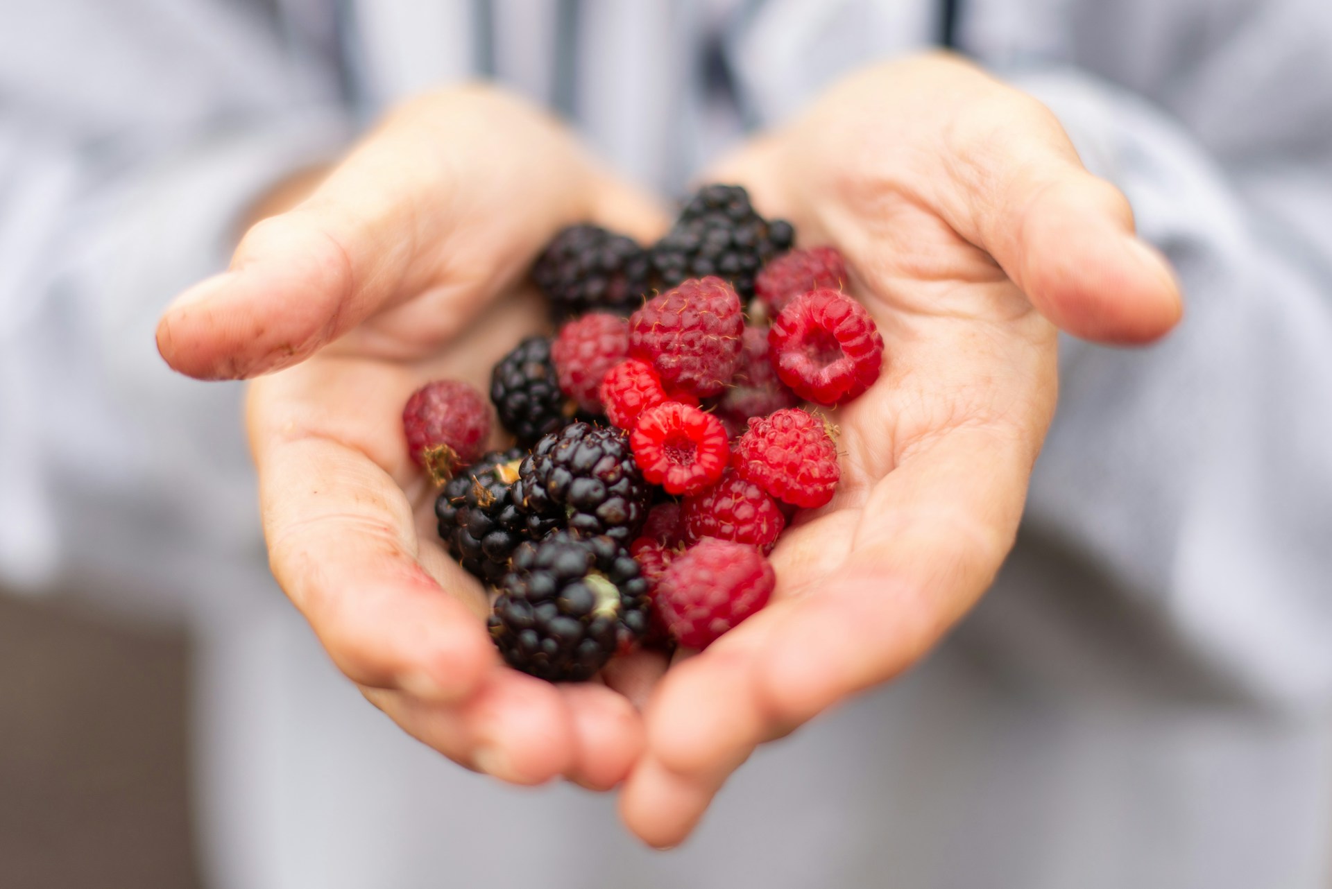 assorted berries cupped in two hands assorted berries cupped in two hands