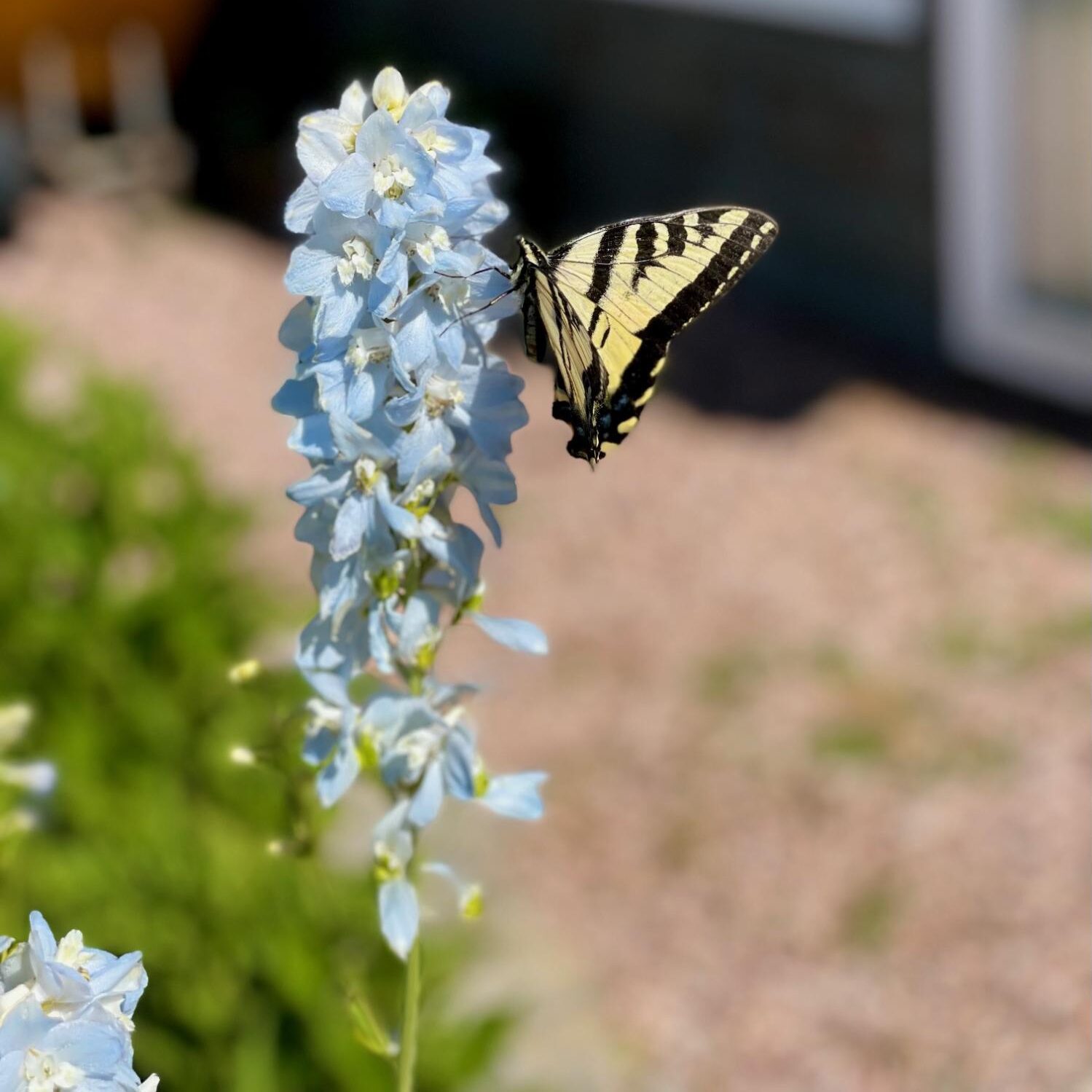 butterfly gathering nectar from flower