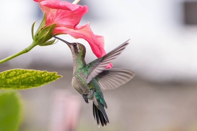 hummingbird gathering nectar from flower hummingbird gathering nectar from flower