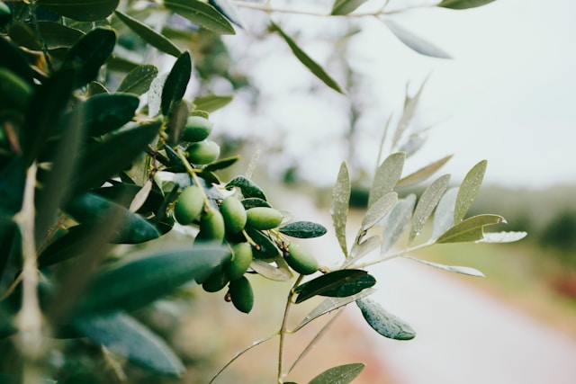 olives on a tree olives on a tree