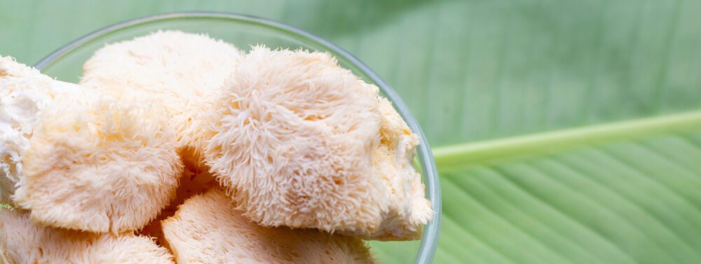 bowl of lion's mane mushroom atop large leaf bowl of lion's mane mushroom atop large leaf