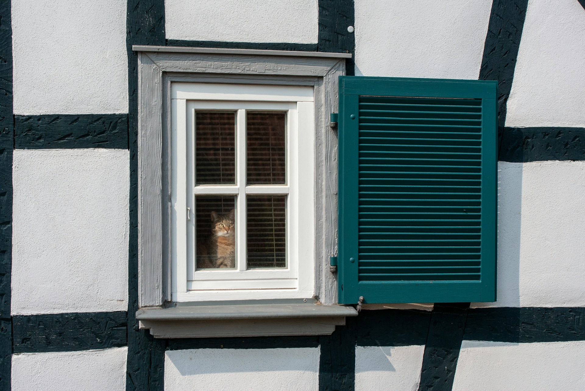 cat in window looking out cat in window looking out
