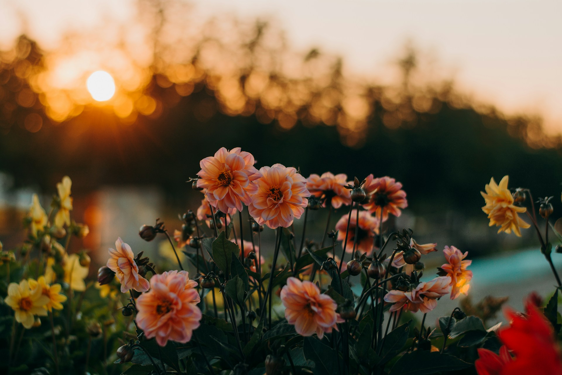 dahlias at sunset dahlias at sunset