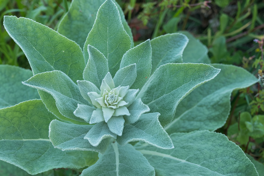 Nicoles Apothecary Bronchial Blend tincture mullein plant
