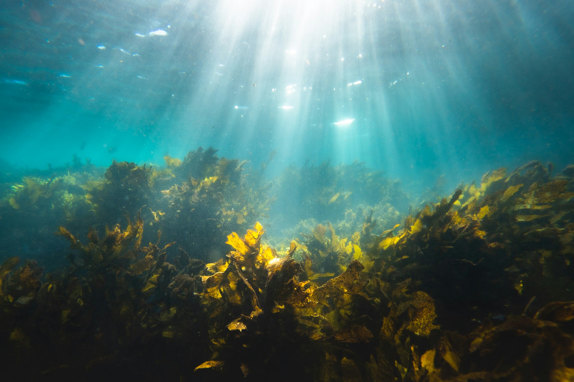 seaweed growing in the ocean seaweed growing in the ocean