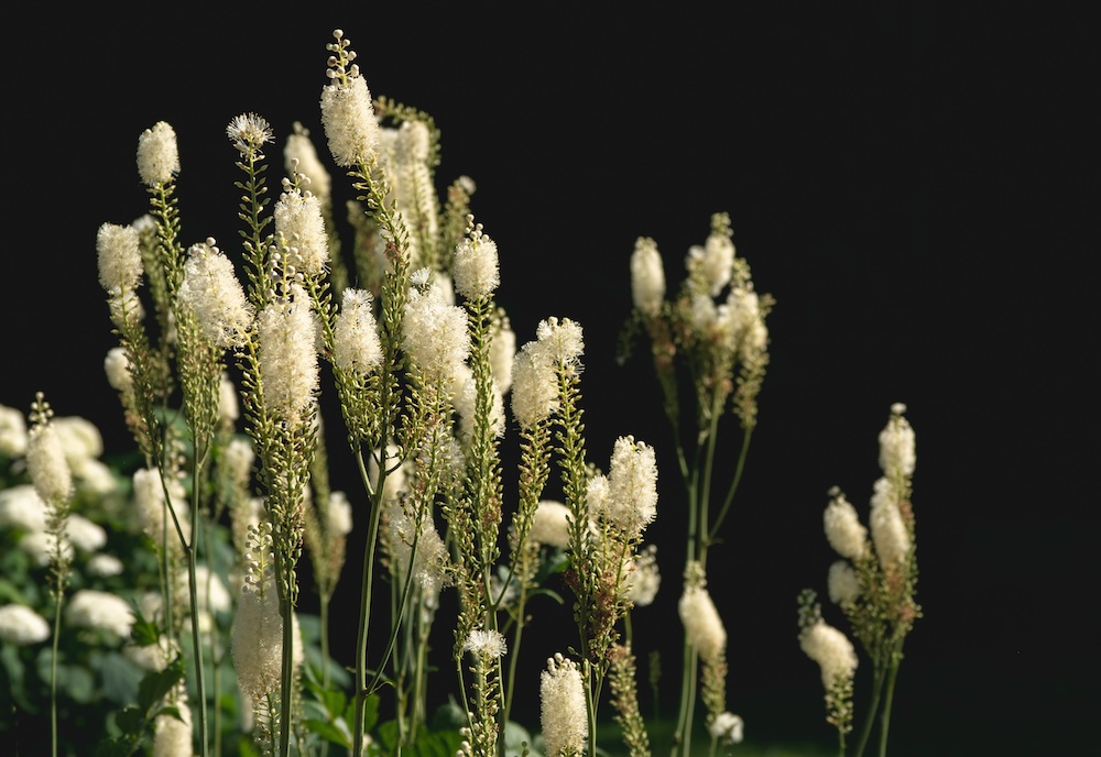 Black cohosh Black cohosh