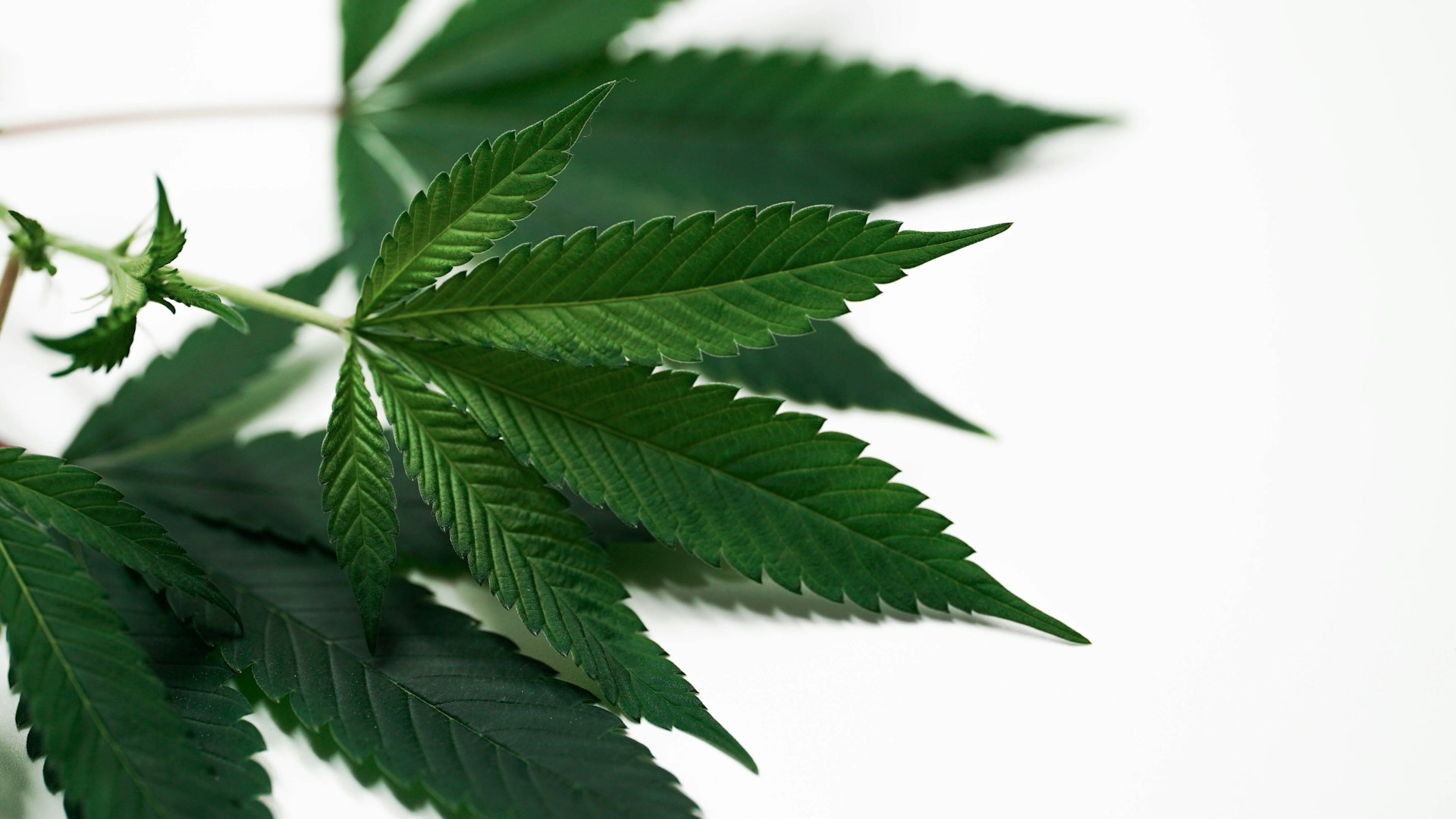 cannabis leaves cannabis leaves