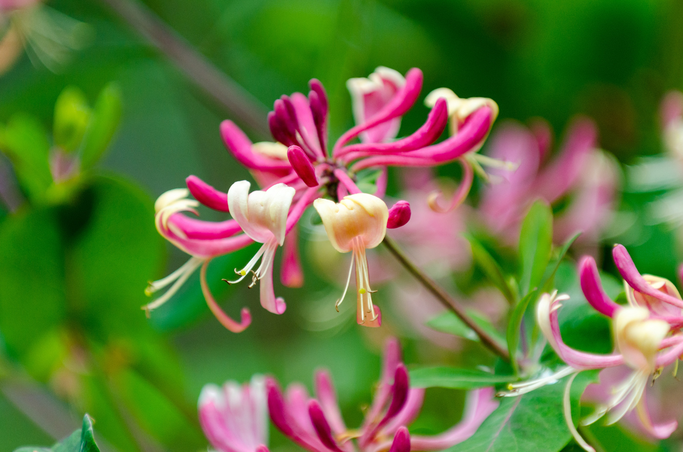 Red Lonicera japonica or Japanese Honeysuckle Red Lonicera japonica Japanese Honeysuckle