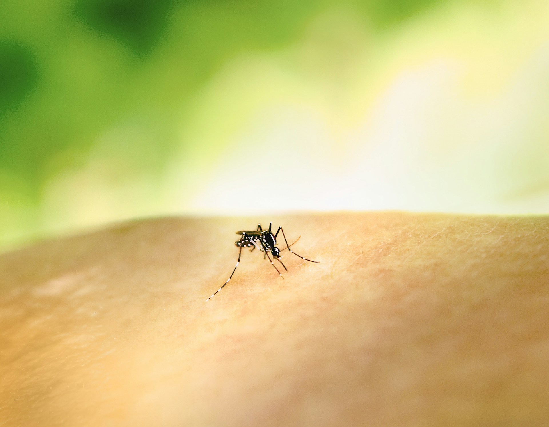 mosquito on skin mosquito on skin