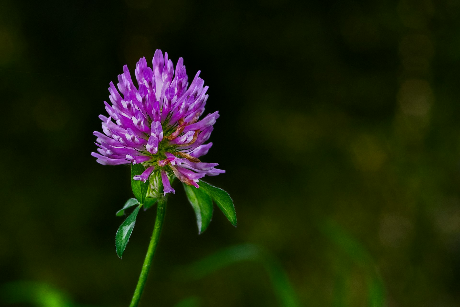 red clover head red clover head