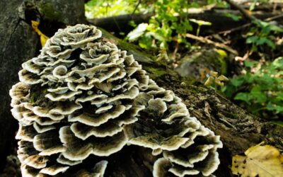 Herbal Focus: Maitake MushroomGrifola frondosa
