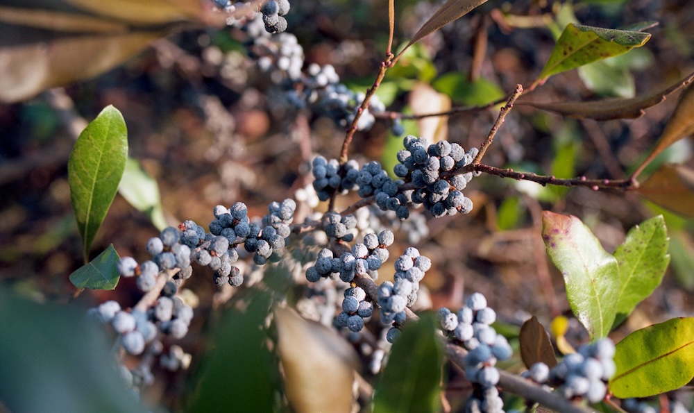 bayberries on bush bayberries on bush