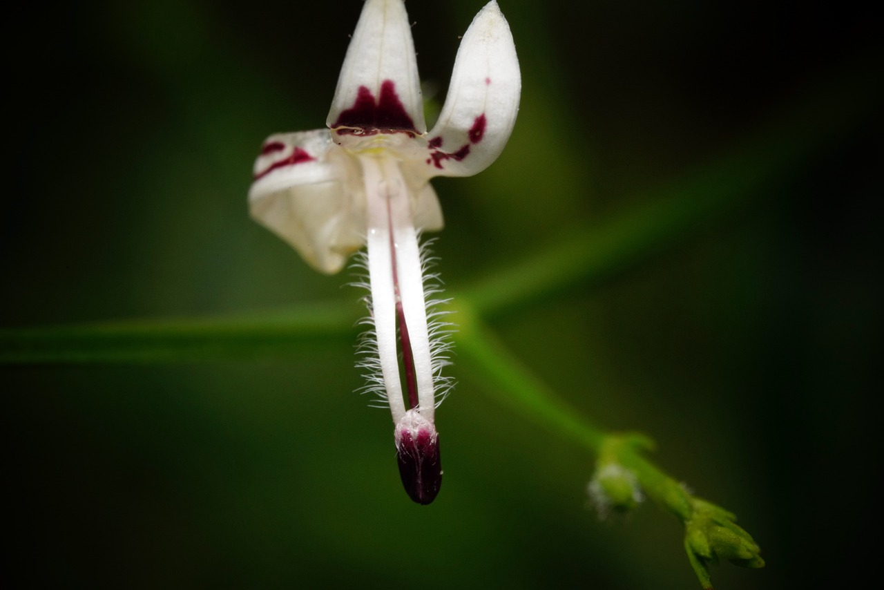 Andrographis paniculata Nicoles Apothecary Bronchial Blend tincture