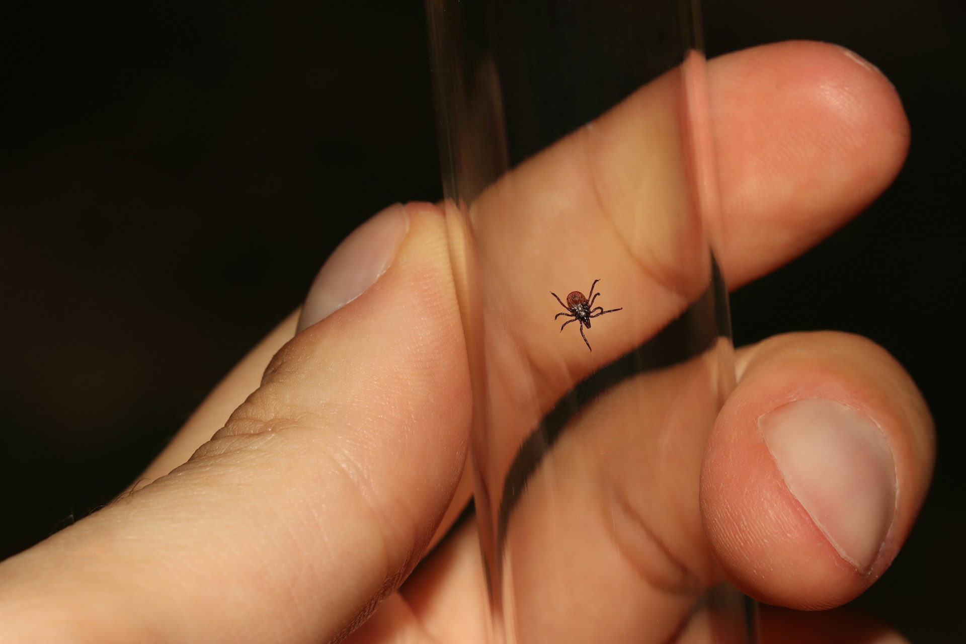 Is Post-Treatment (Chronic) Lyme Disease an Autoimmune Condition?