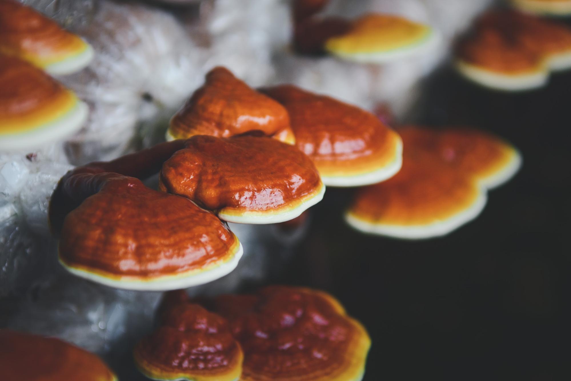growing reishi mushrooms growing reishi mushrooms