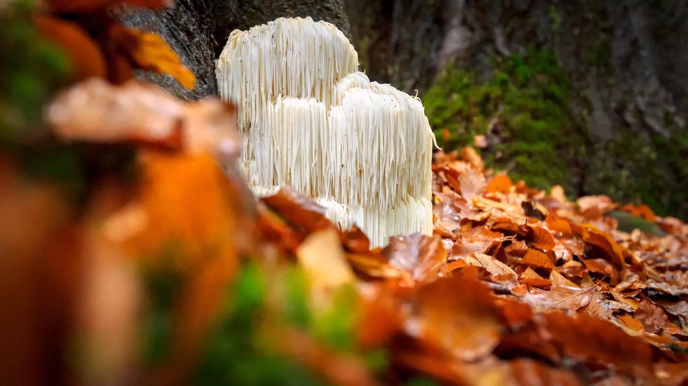 lions mane mushroom and autumn leaves