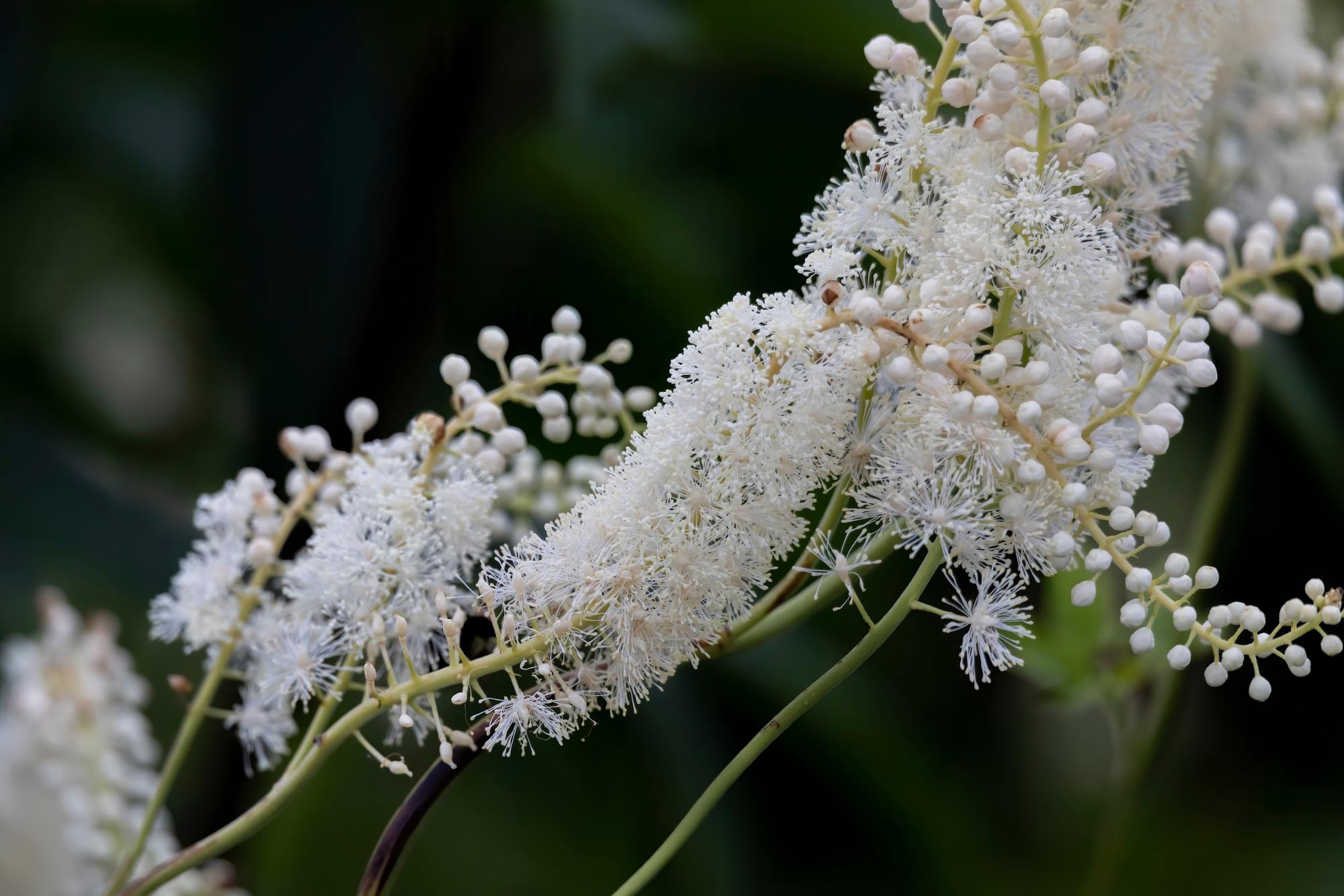 black cohosh blossoms black cohosh blossoms