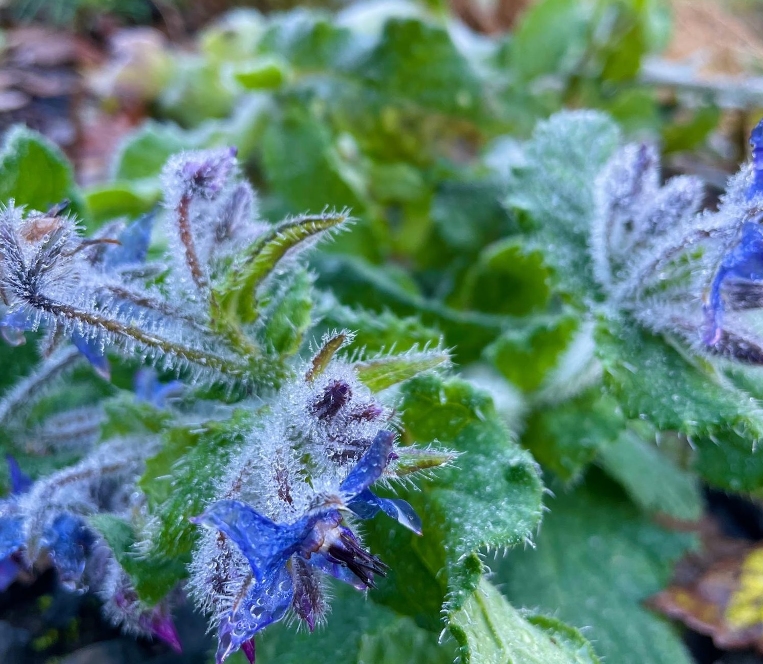 borage flowers borage flowers