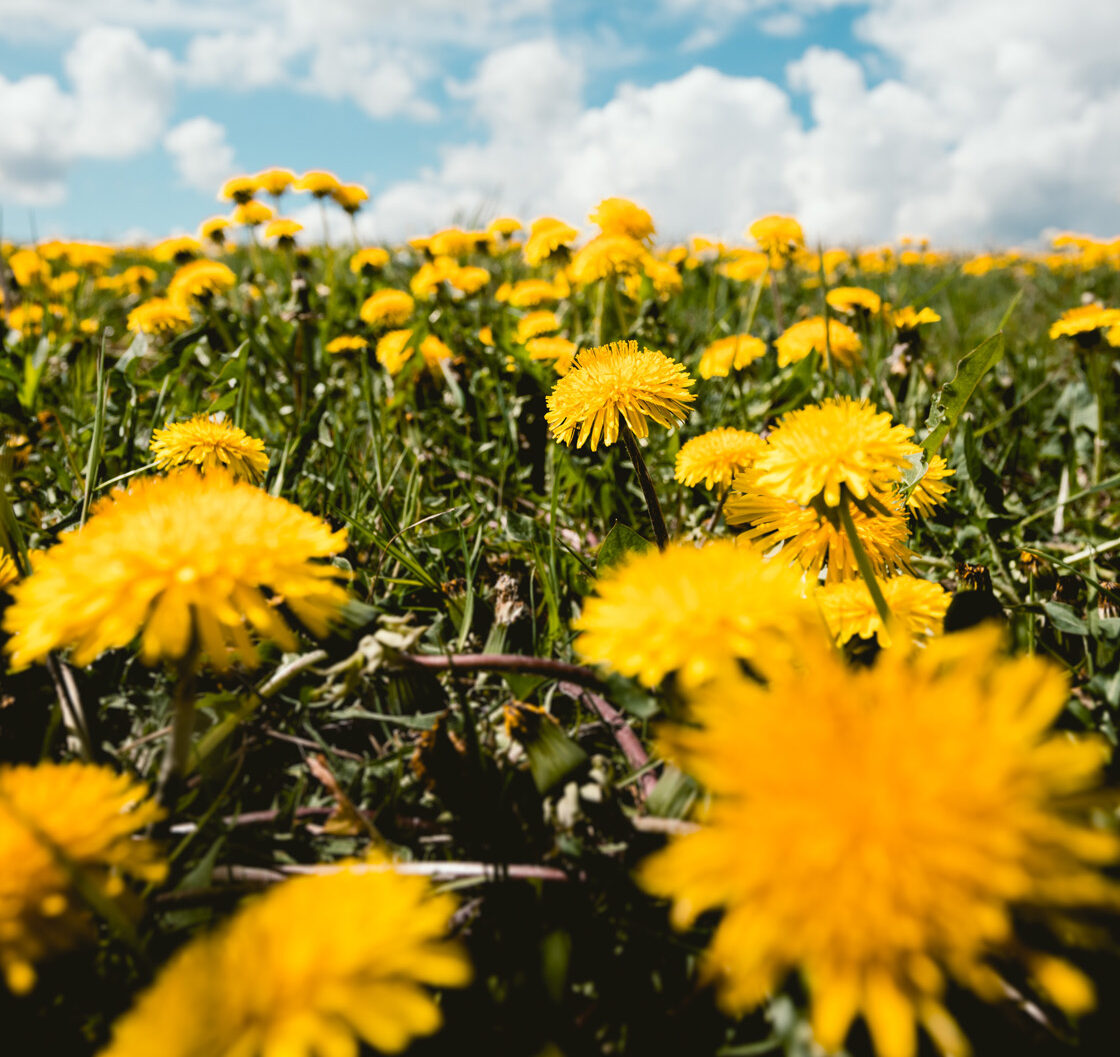 field of dandelions field of dandelions