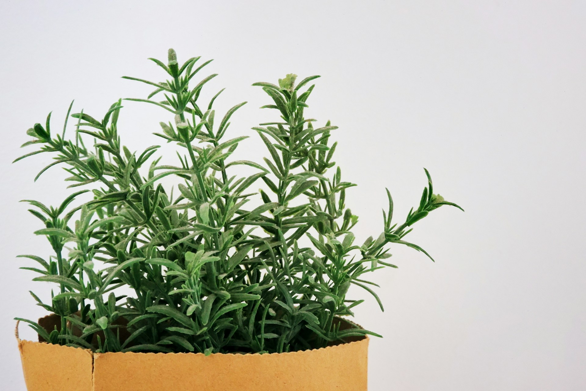 rosemary plant rosemary plant