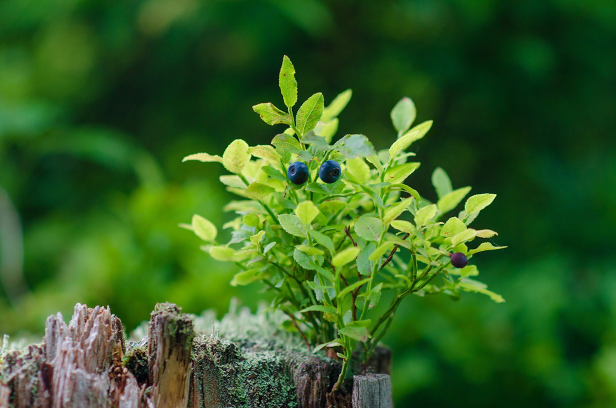 Wild bilberries on green vegetative background in wood. Wild bilberries on green vegetative background in wood.