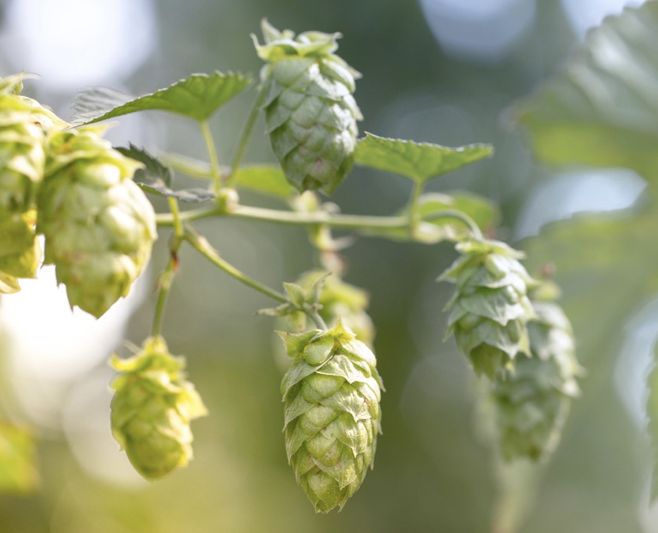 hops on the vine