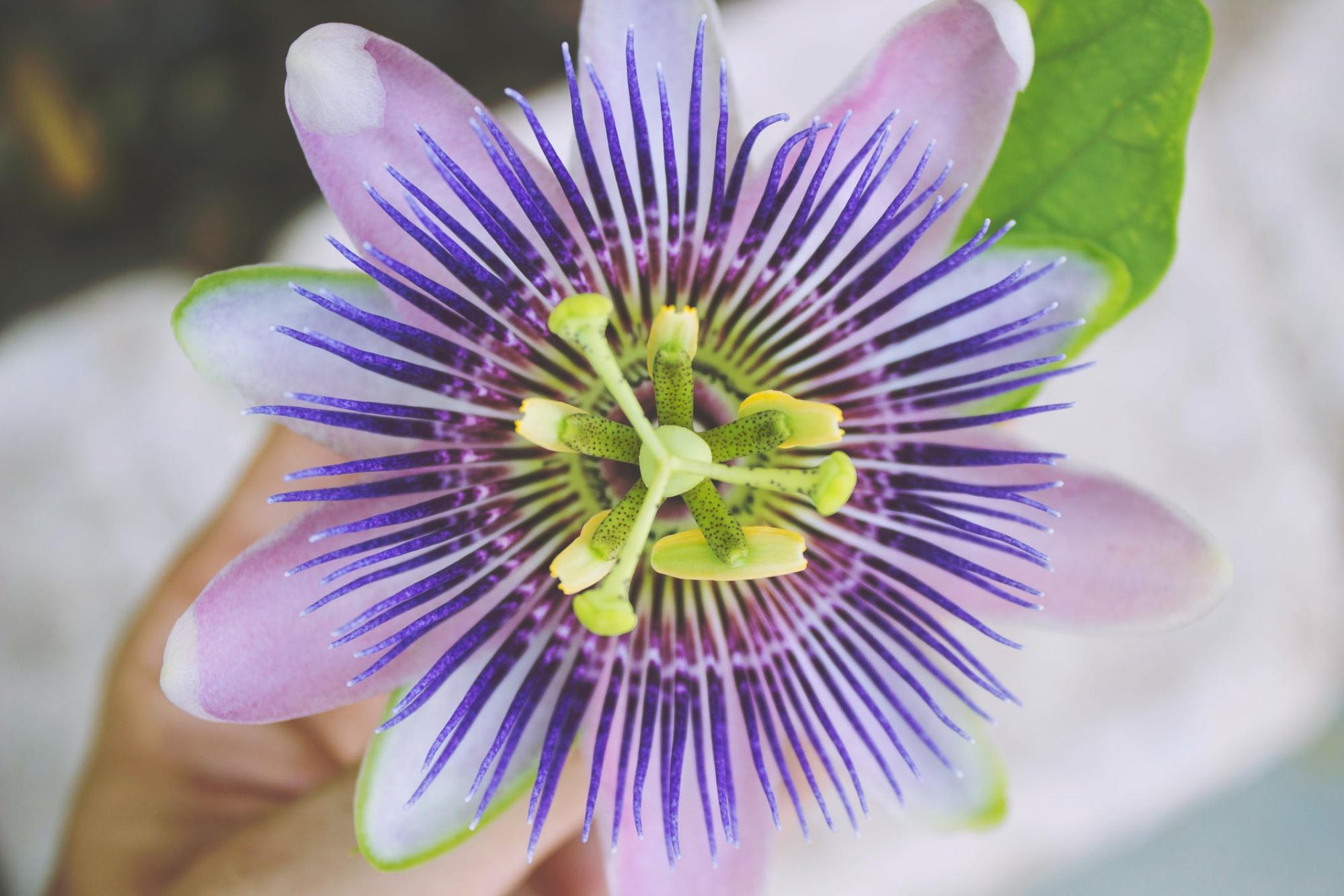 passionflower closeup