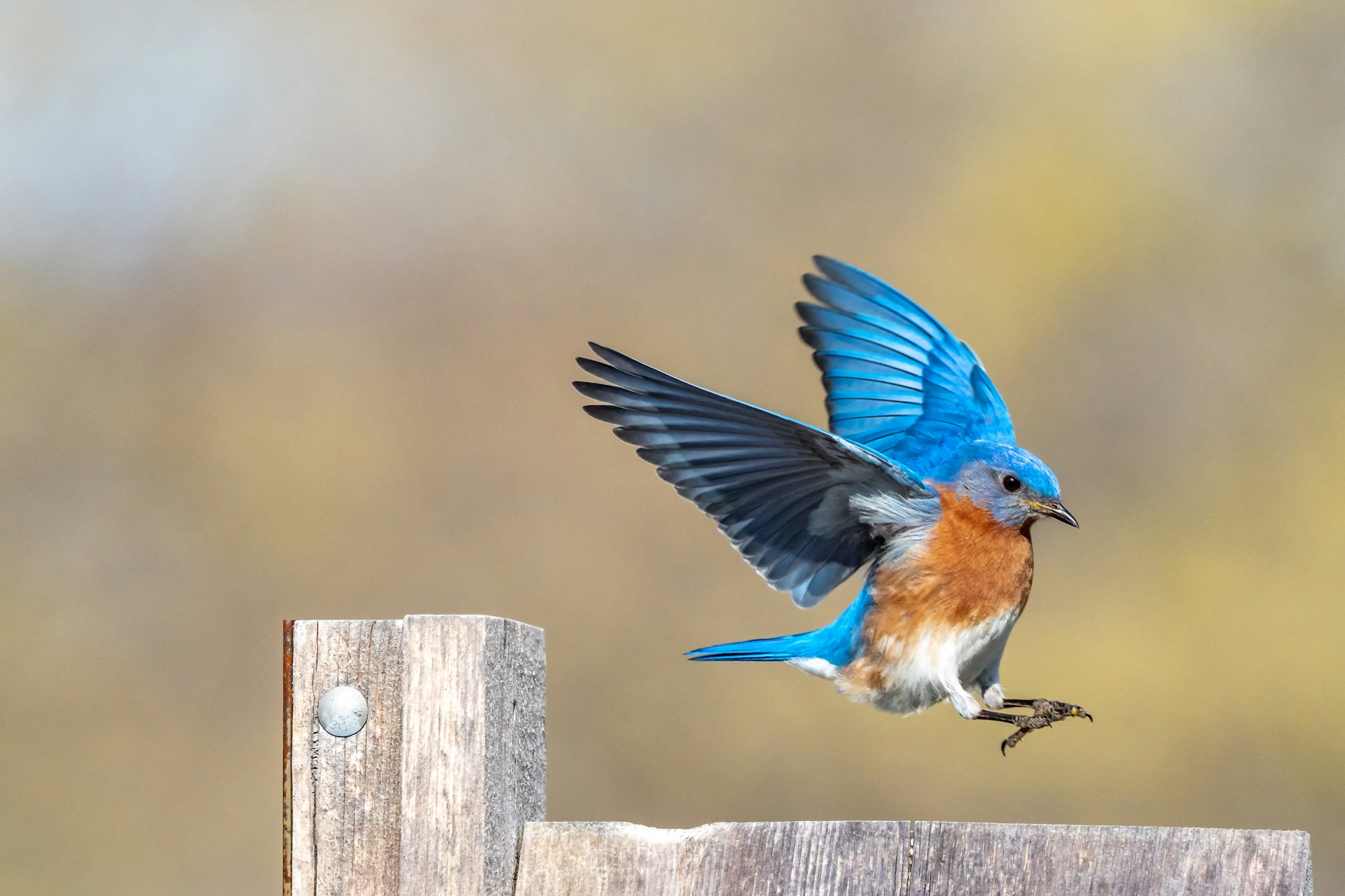blue bird landing on fence