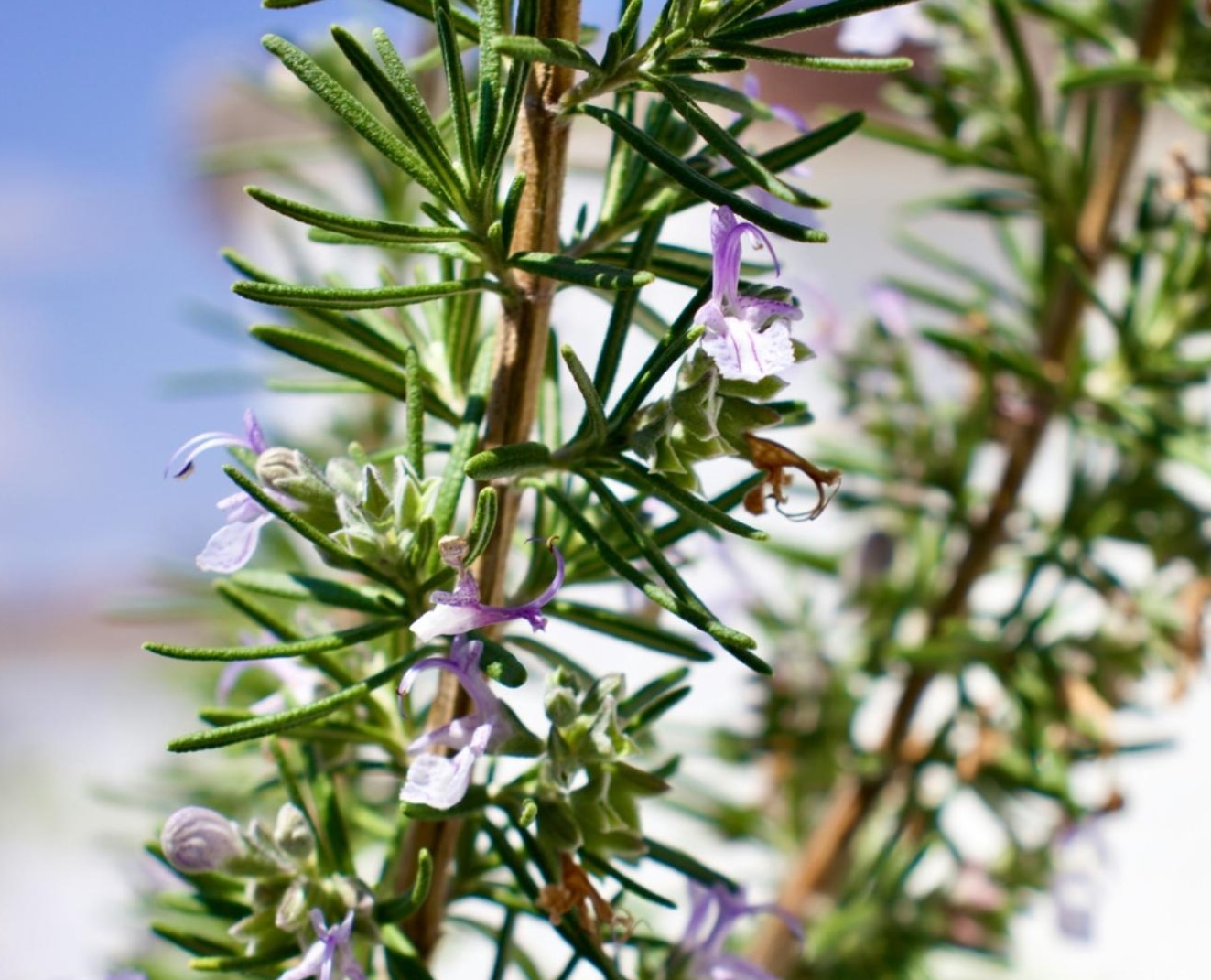 closeup of rosemary with purple blooms closeup of rosemary with purple blooms