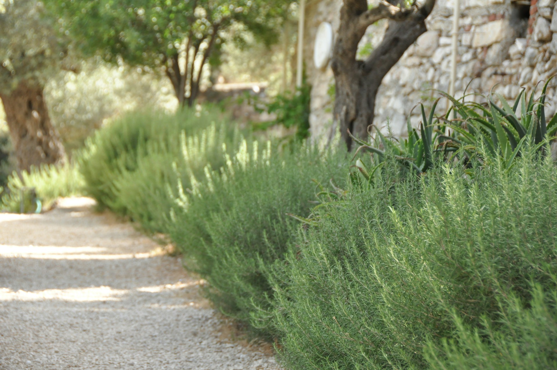 rosemary bushes line a path rosemary bushes line a path