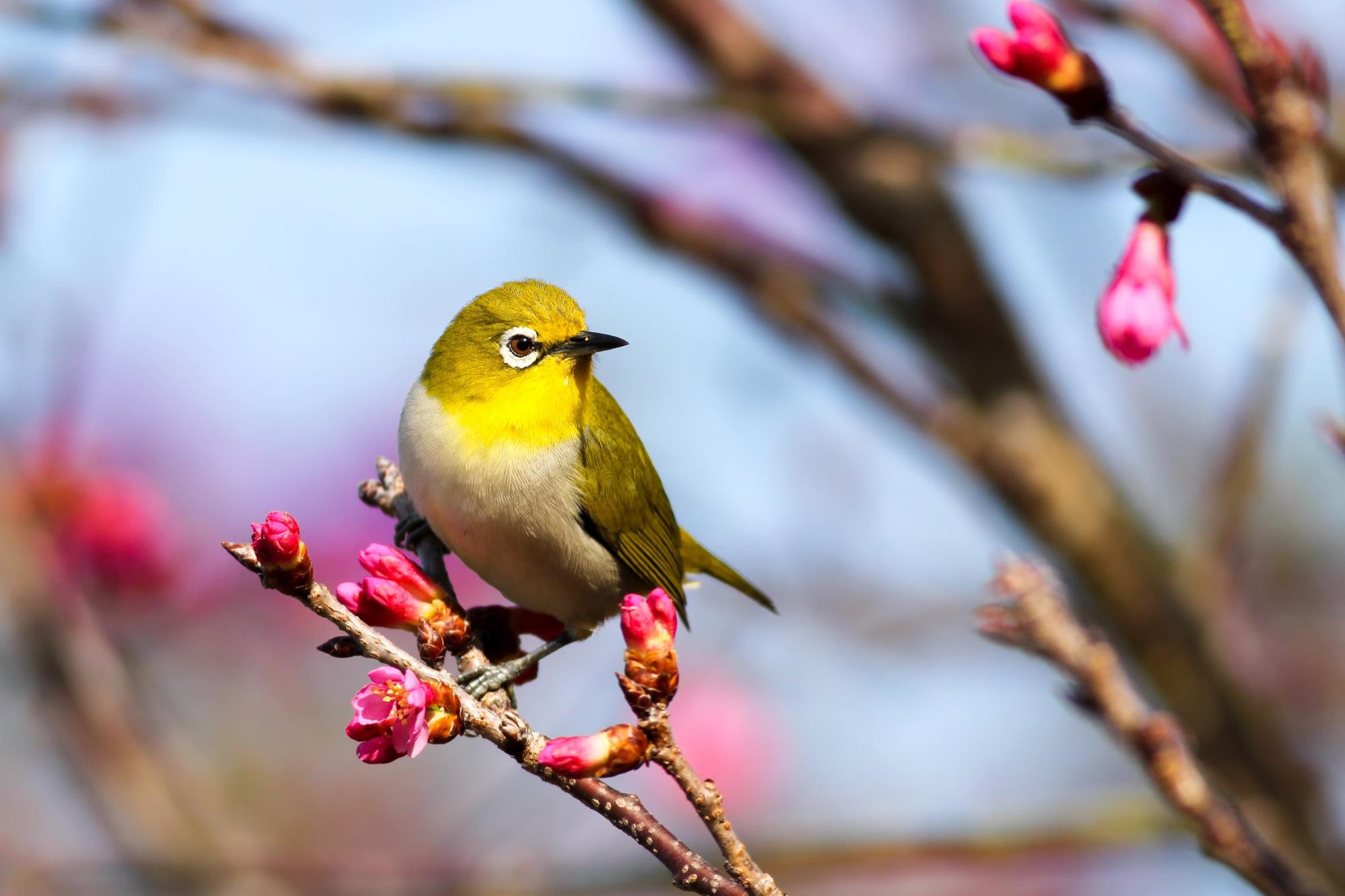 songbird on a pink blossoming tree songbird on a pink blossoming tree