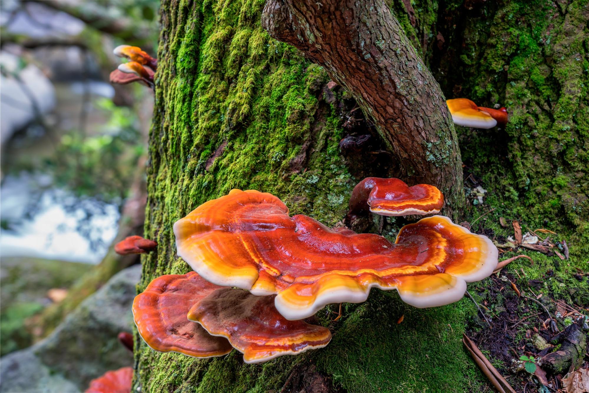 vibrant reishi mushroom on mossy tree trunk vibrant reishi mushroom on mossy tree trunk
