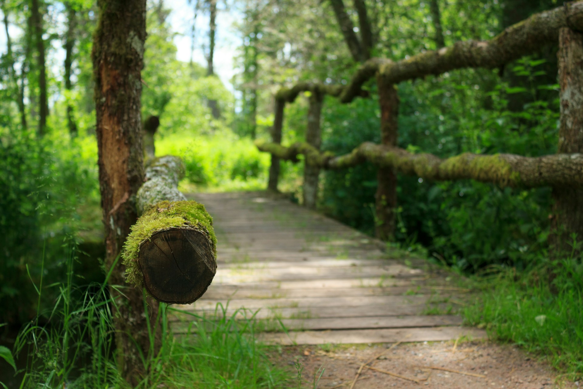wooden bridge path wooden bridge path