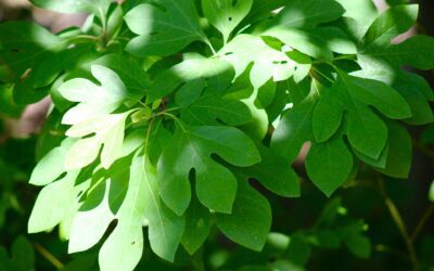 Herbal Focus: Sassafras Sassafras albidum