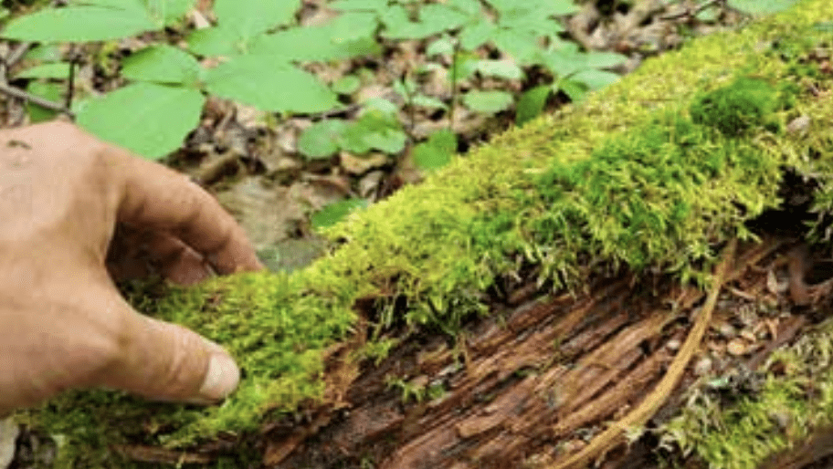 foraging moss for a quick drink
